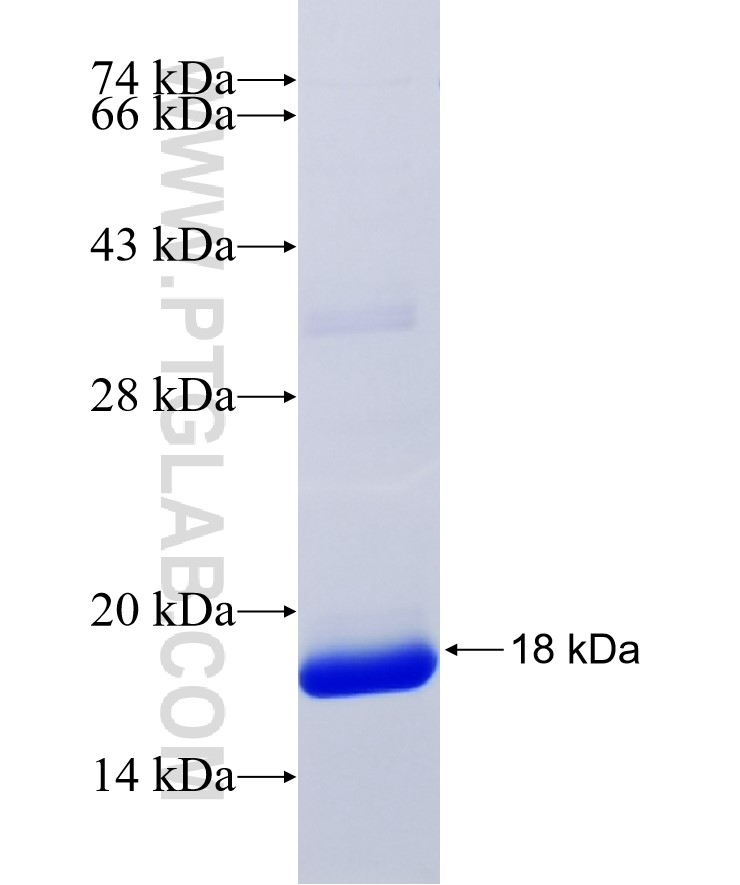 LC3 fusion protein Ag6470 SDS-PAGE