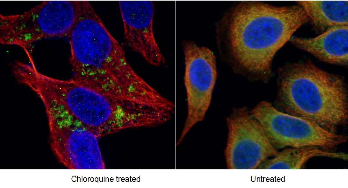 LC3B-Specific Polyclonal antibody