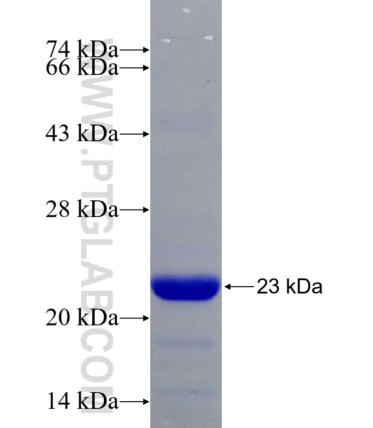 MAP1LC3C fusion protein Ag28168 SDS-PAGE