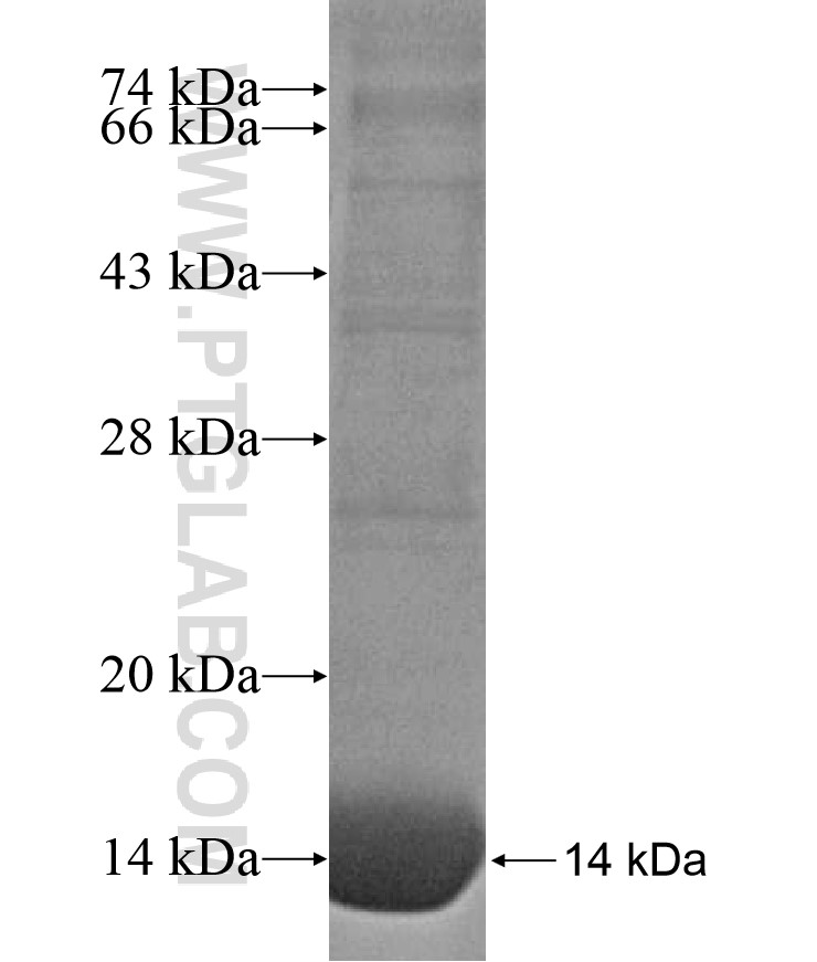 MAP1LC3C fusion protein Ag17107 SDS-PAGE