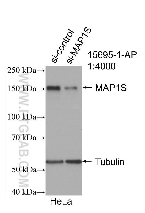 WB analysis of HeLa using 15695-1-AP