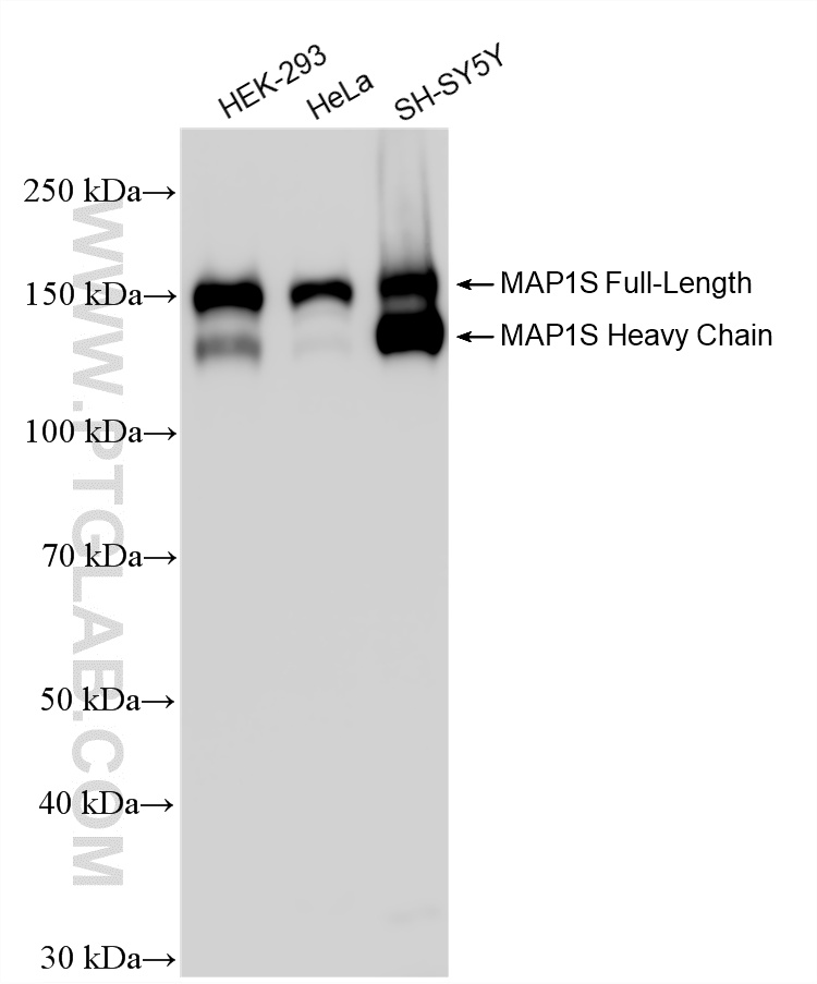 WB analysis using 15695-1-AP