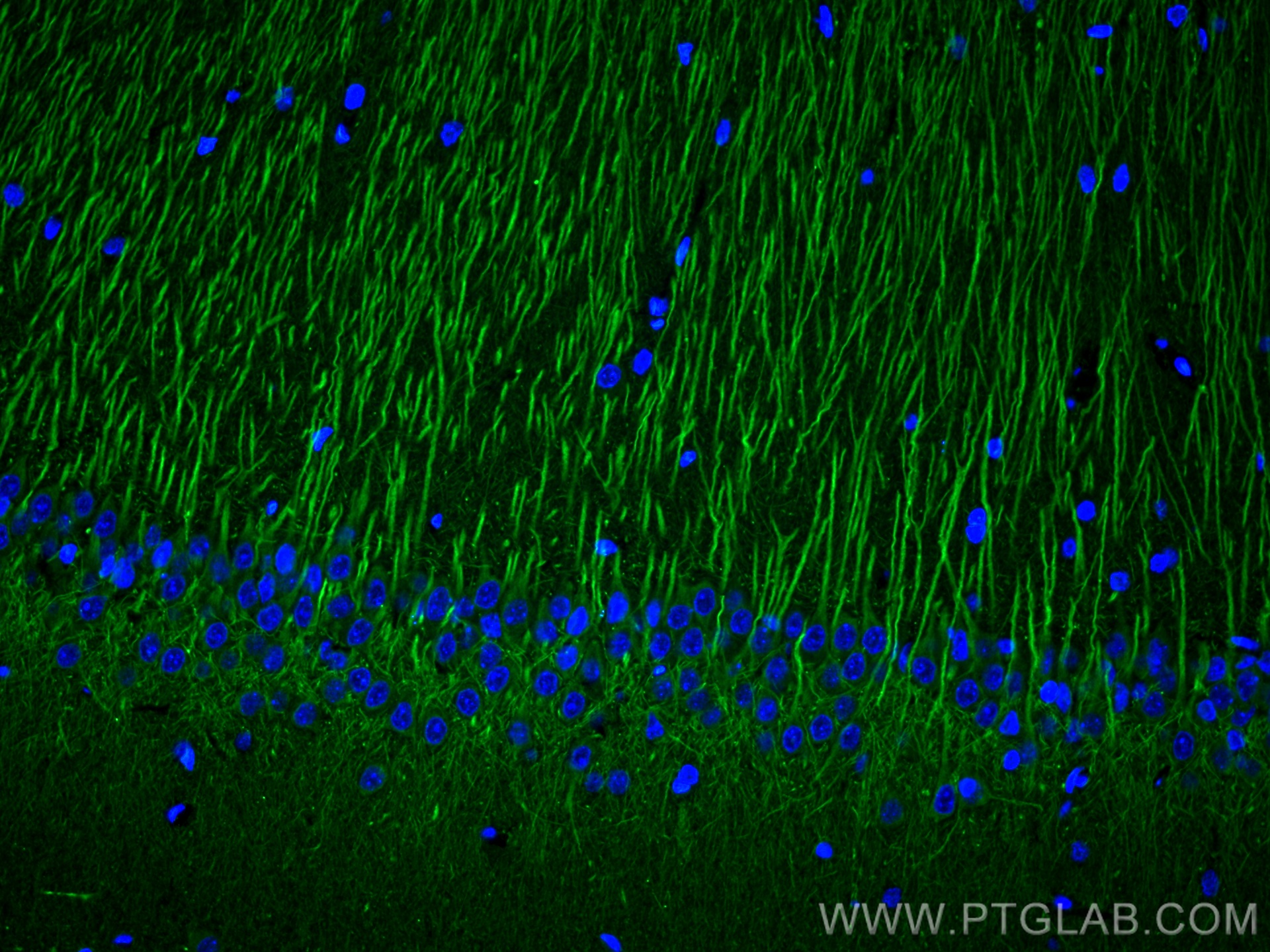 IF Staining of rat brain using 67015-1-Ig (same clone as 67015-1-PBS)