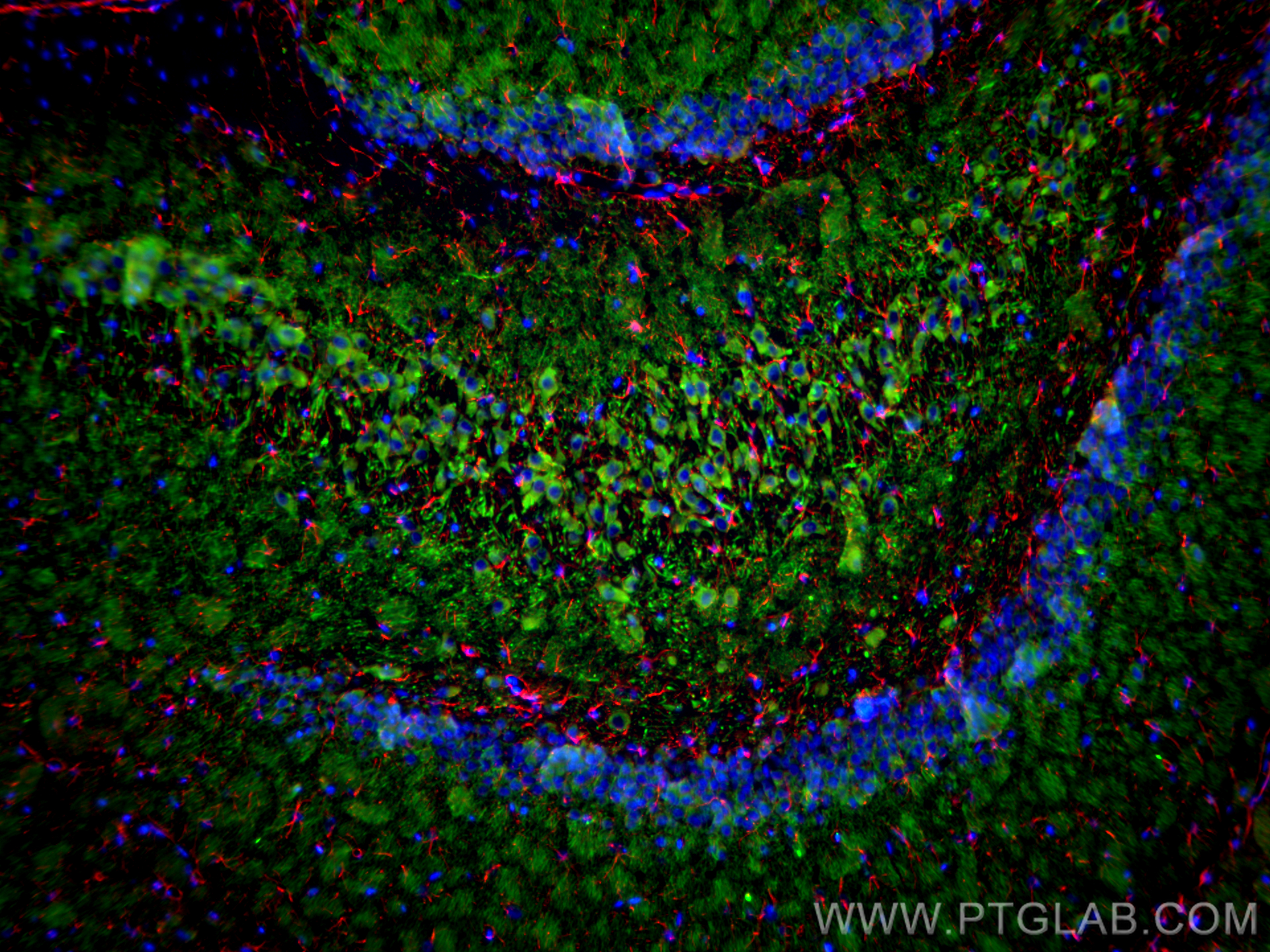 IF Staining of rat brain using 67015-1-Ig (same clone as 67015-1-PBS)