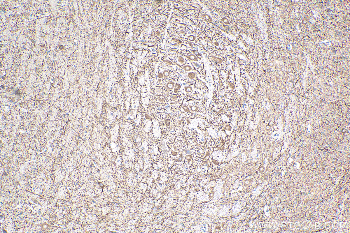 IHC staining of mouse cerebellum using 67015-1-Ig