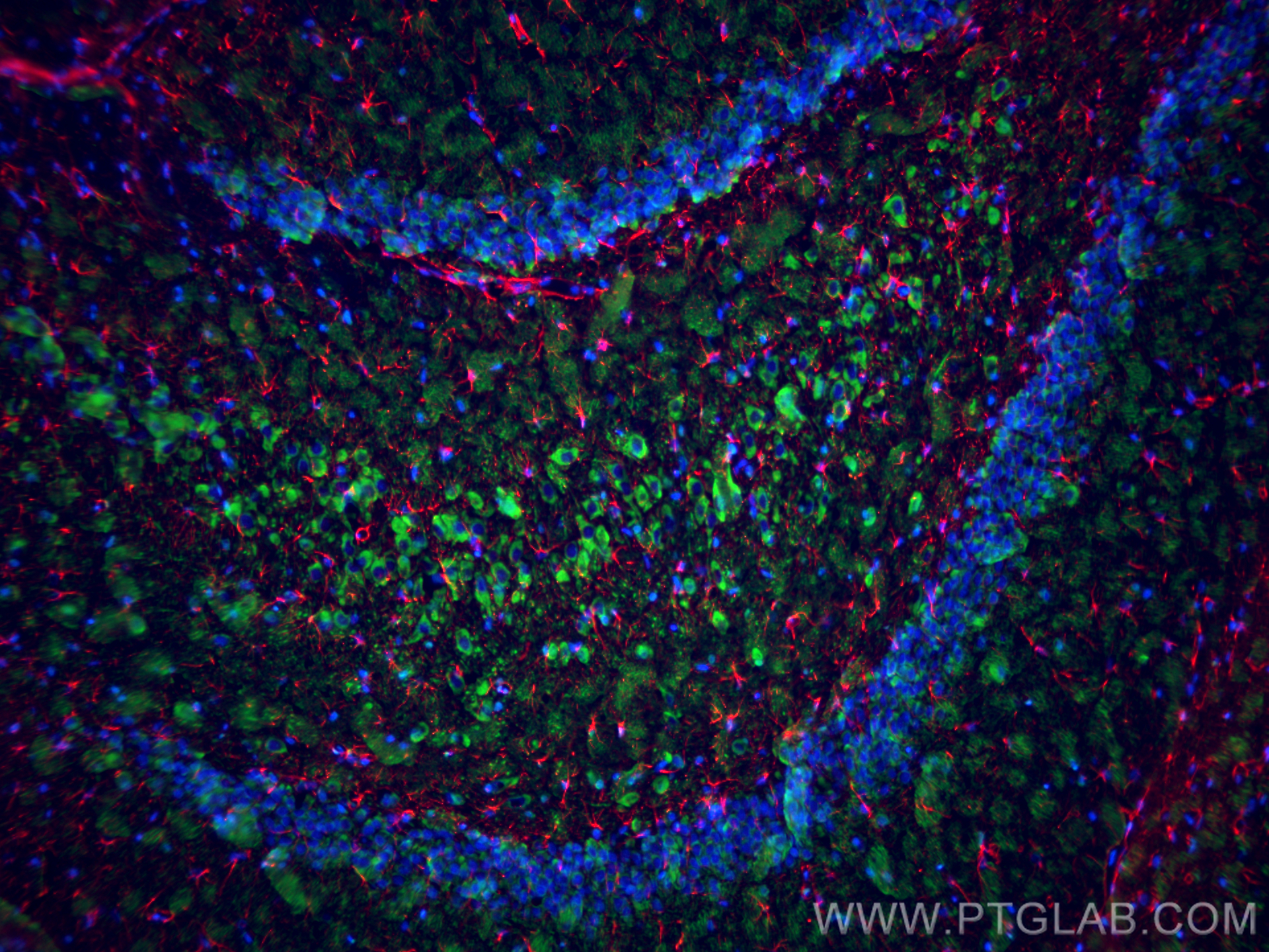 IF Staining of rat brain using 84306-4-RR (same clone as 84306-4-PBS)
