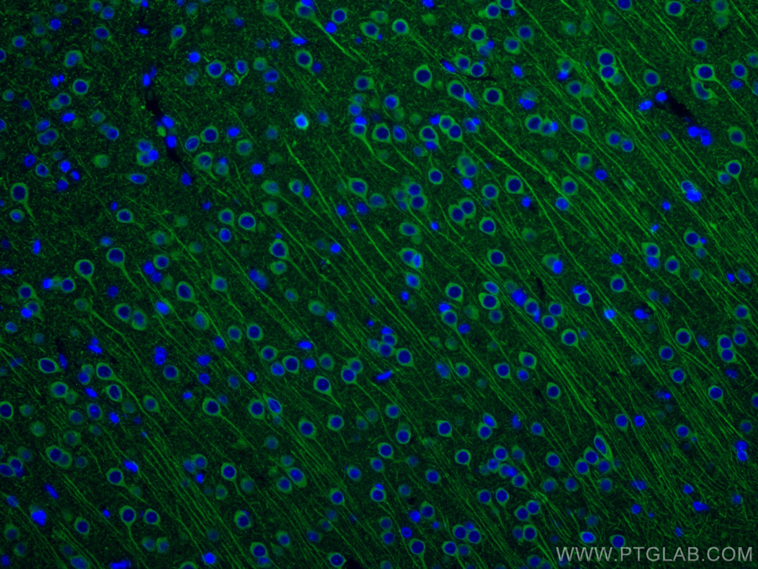 IF Staining of rat brain using CL488-17490