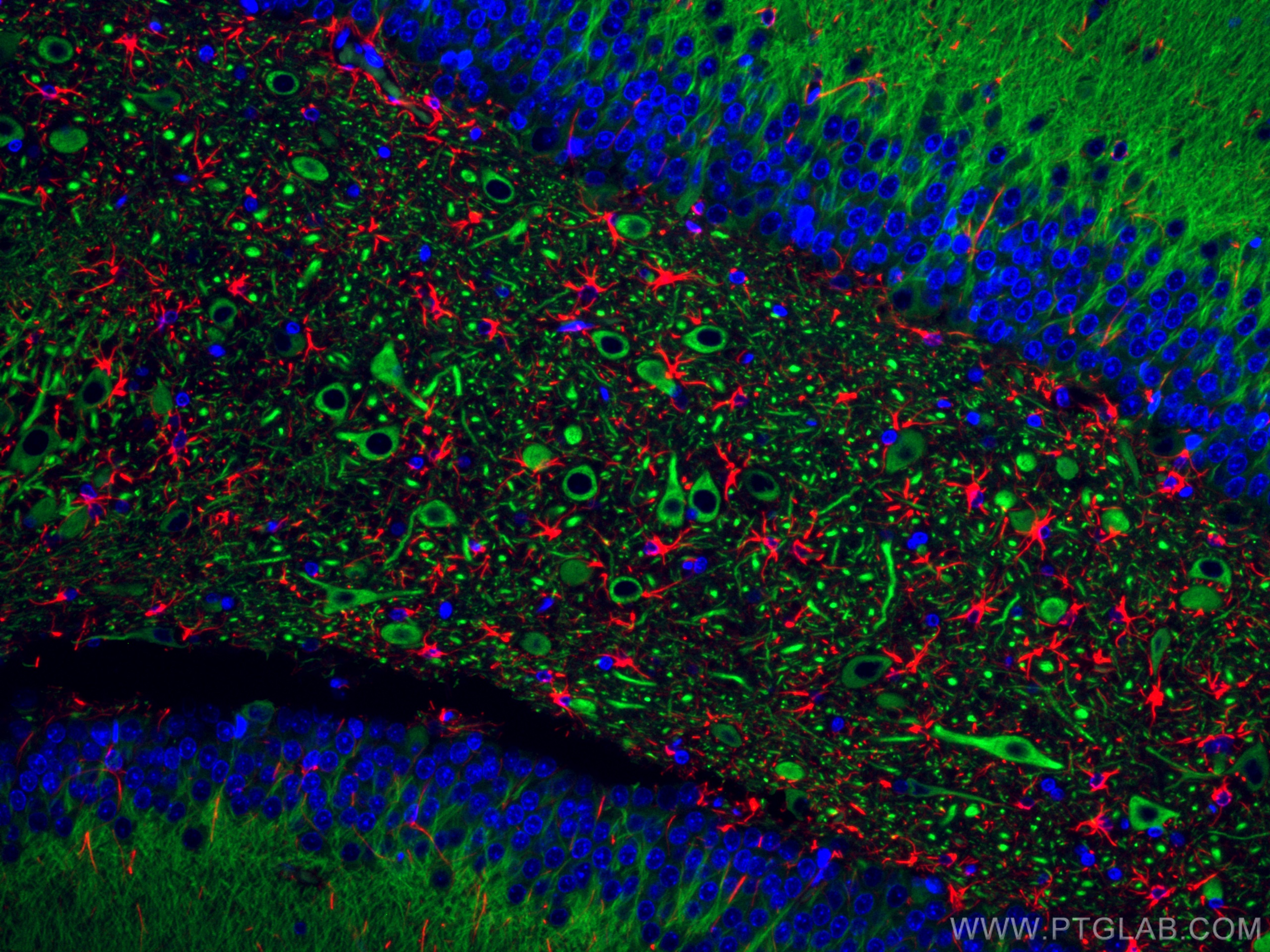 IF Staining of rat brain using CL488-17490
