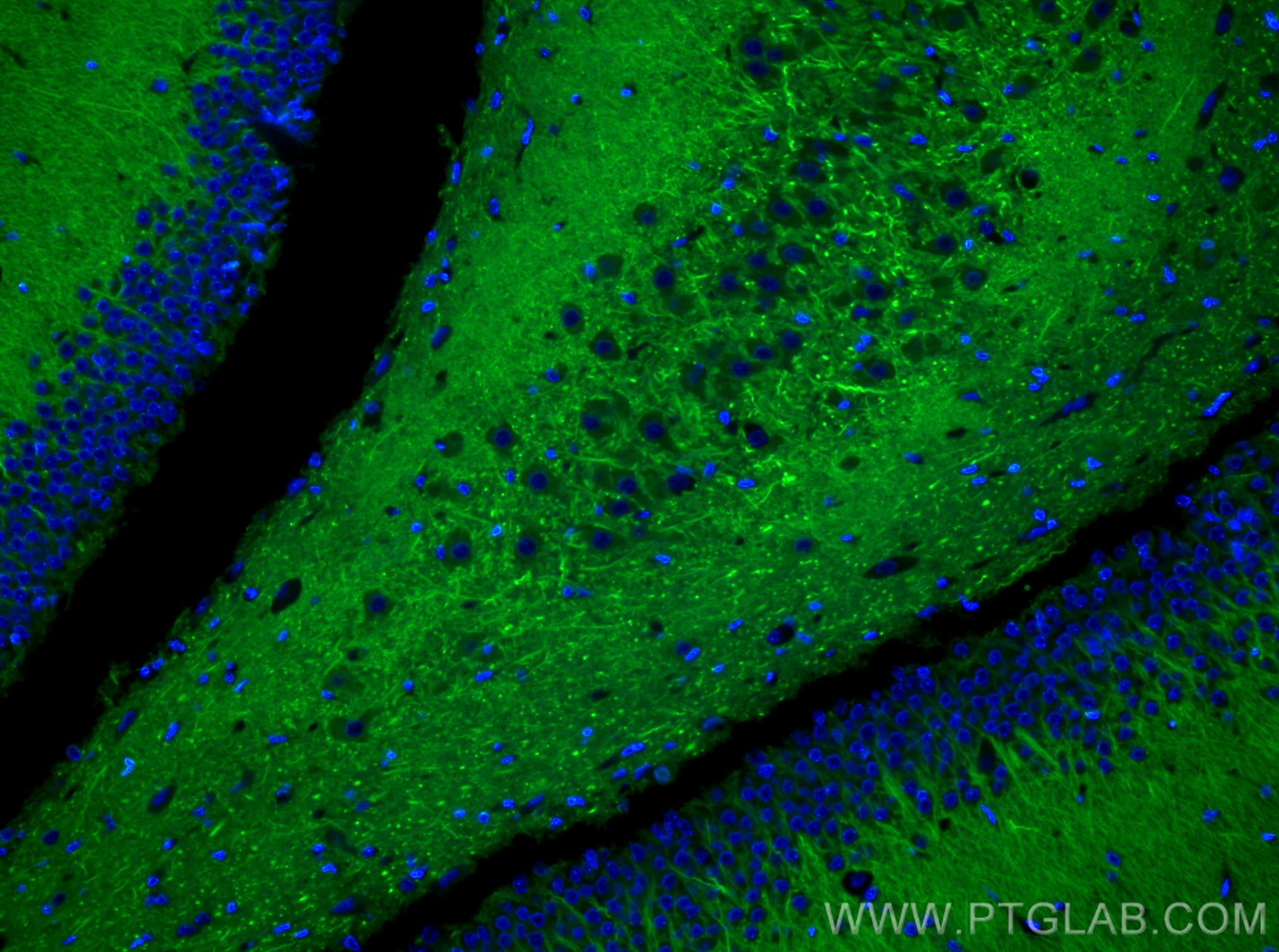 IF Staining of rat brain using CL488-84306-4