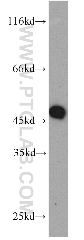 MEK1/2 Polyclonal antibody