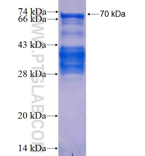 MAP2K2 fusion protein Ag1481 SDS-PAGE