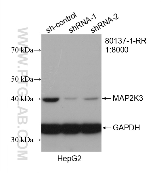 WB analysis of HepG2 using 80137-1-RR
