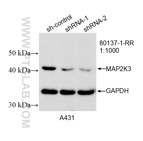 WB result of MAP2K3 antibody (80137-1-RR; 1:1000; incubated at room temperature for 1.5 hours) with sh-Control and sh-MAP2K3 transfected A431 cells. WB analysis of A431 using 80137-1-RR