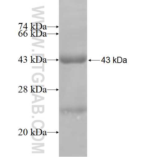 MAP2K3 fusion protein Ag4861 SDS-PAGE