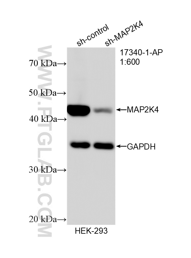 WB analysis of HEK-293 using 17340-1-AP