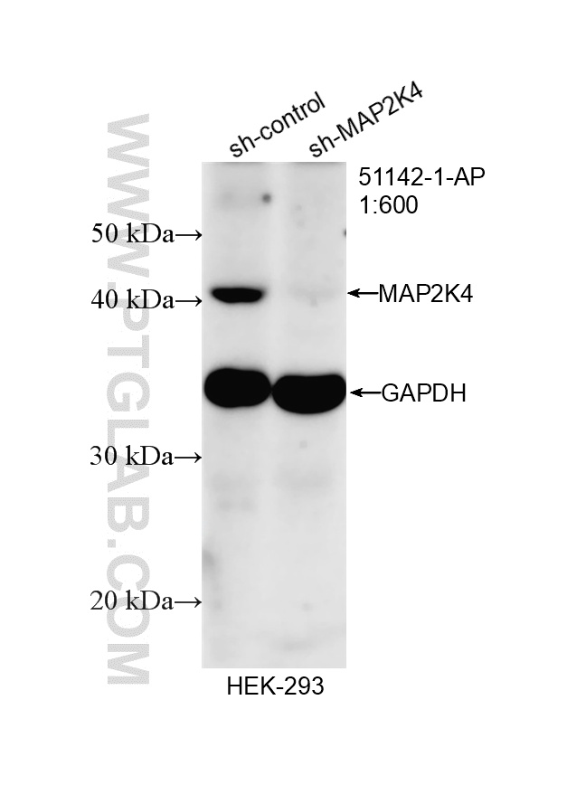 WB analysis of HEK-293 using 51142-1-AP WB analysis of HEK-293 using 51142-1-AP
