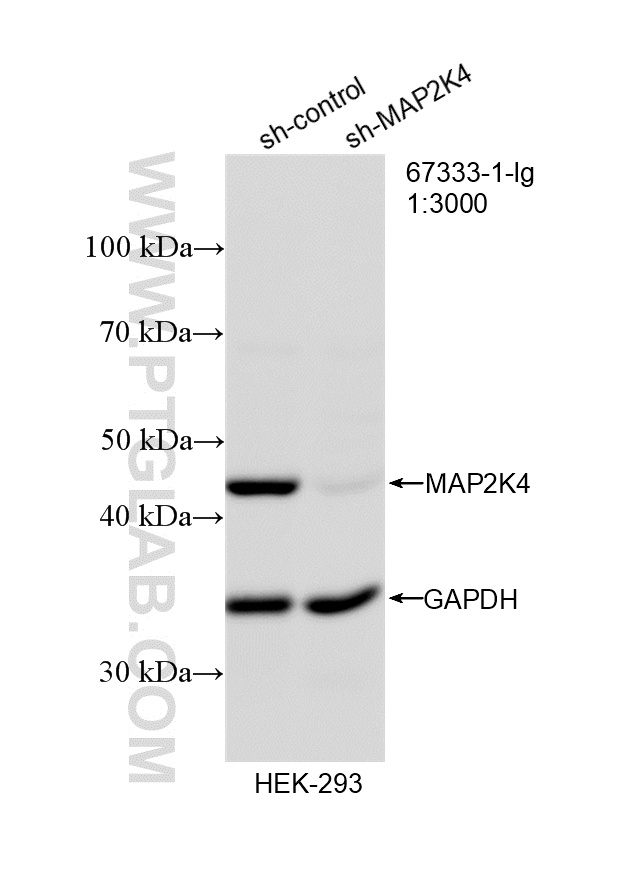 WB analysis of HEK-293 using 67333-1-Ig