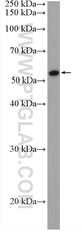 WB analysis of HEK-293T using 15758-1-AP