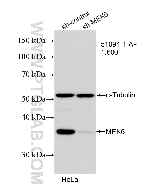 WB result of MEK6 antibody (<a class='green' href='/productredirect?CatalogNo=51094-1-AP' target='_blank'>51094-1-AP</a>; 1:600; incubated at room temperature for 1.5 hours) with sh-Control and sh-MEK6 transfected HeLa cells. This data was developed using the same antibody clone with 51094-1-PBS in a different storage buffer formulation. WB analysis of HeLa using 51094-1-AP (same clone as 51094-1-PBS)