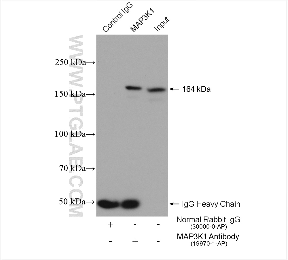 IP experiment of NIH/3T3 using 19970-1-AP