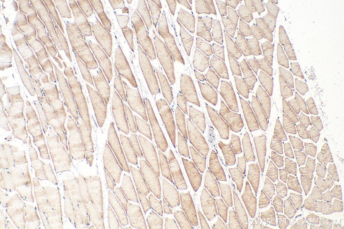 IHC staining of mouse skeletal muscle using 29985-1-AP