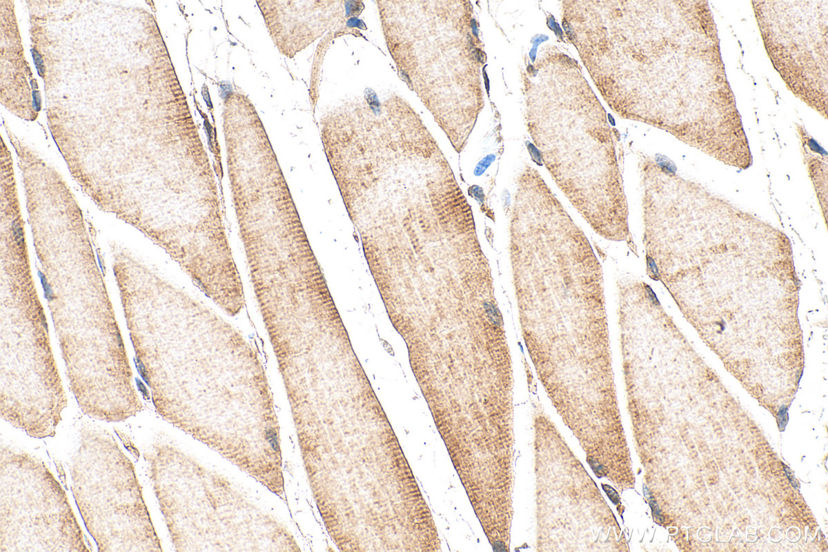 IHC staining of mouse skeletal muscle using 29985-1-AP