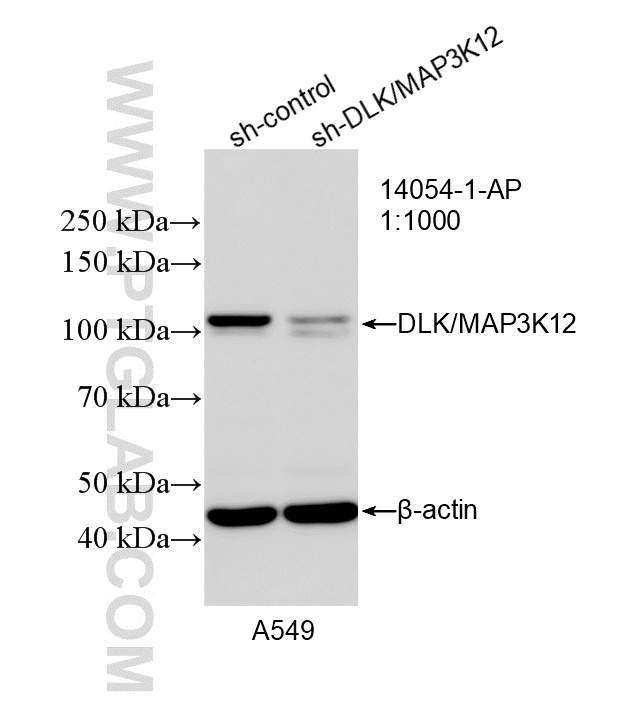 WB result of DLK/MAP3K12 antibody (14054-1-AP; 1:1000; incubated at room temperature for 1.5 hours) with sh-Control and sh-DLK/MAP3K12 transfected A549 cells. WB analysis of A549 using 14054-1-AP