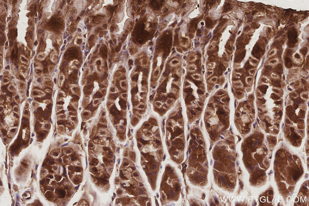 IHC staining of mouse stomach using 29265-1-AP IHC staining of mouse stomach using 29265-1-AP