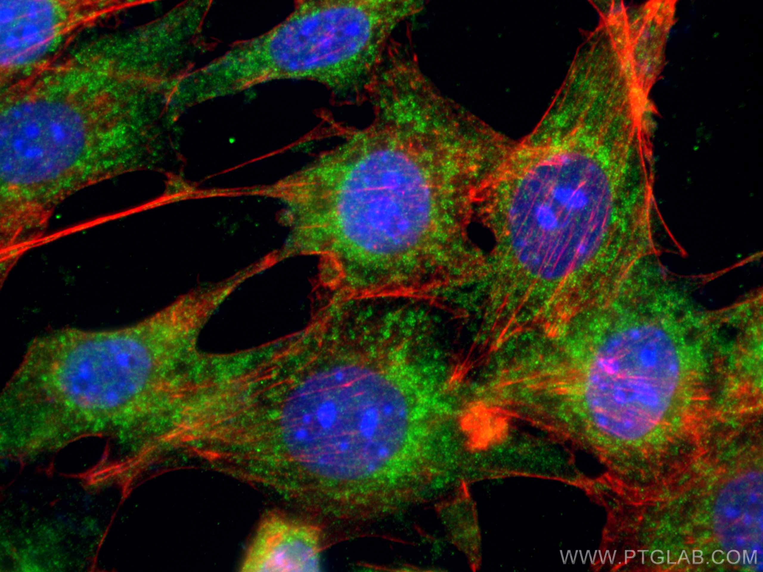 IF Staining of NIH/3T3 using 12330-2-AP