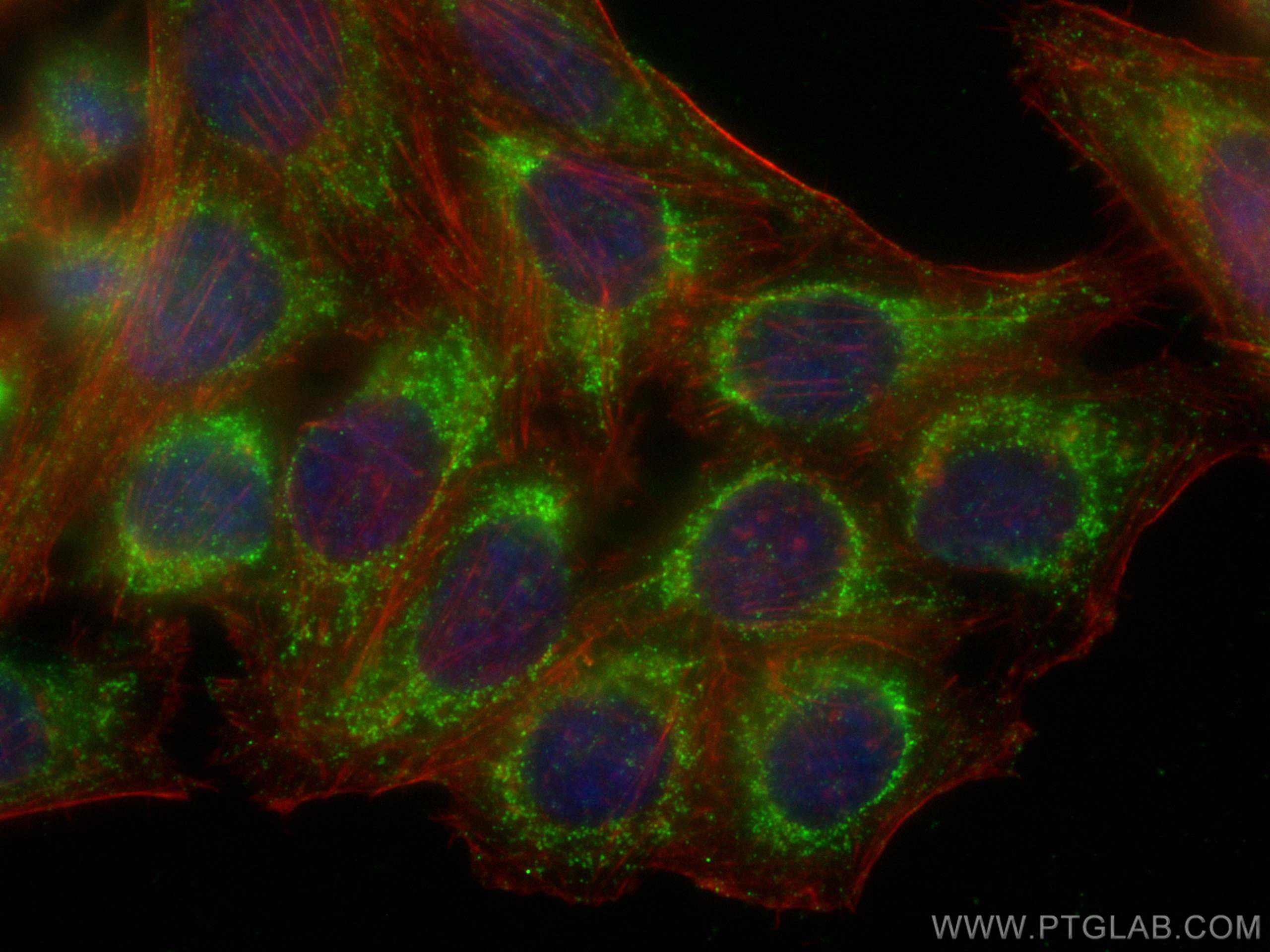 IF Staining of HepG2 using 67707-1-Ig