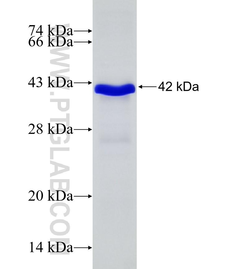 MAP3K7 fusion protein Ag21286 SDS-PAGE