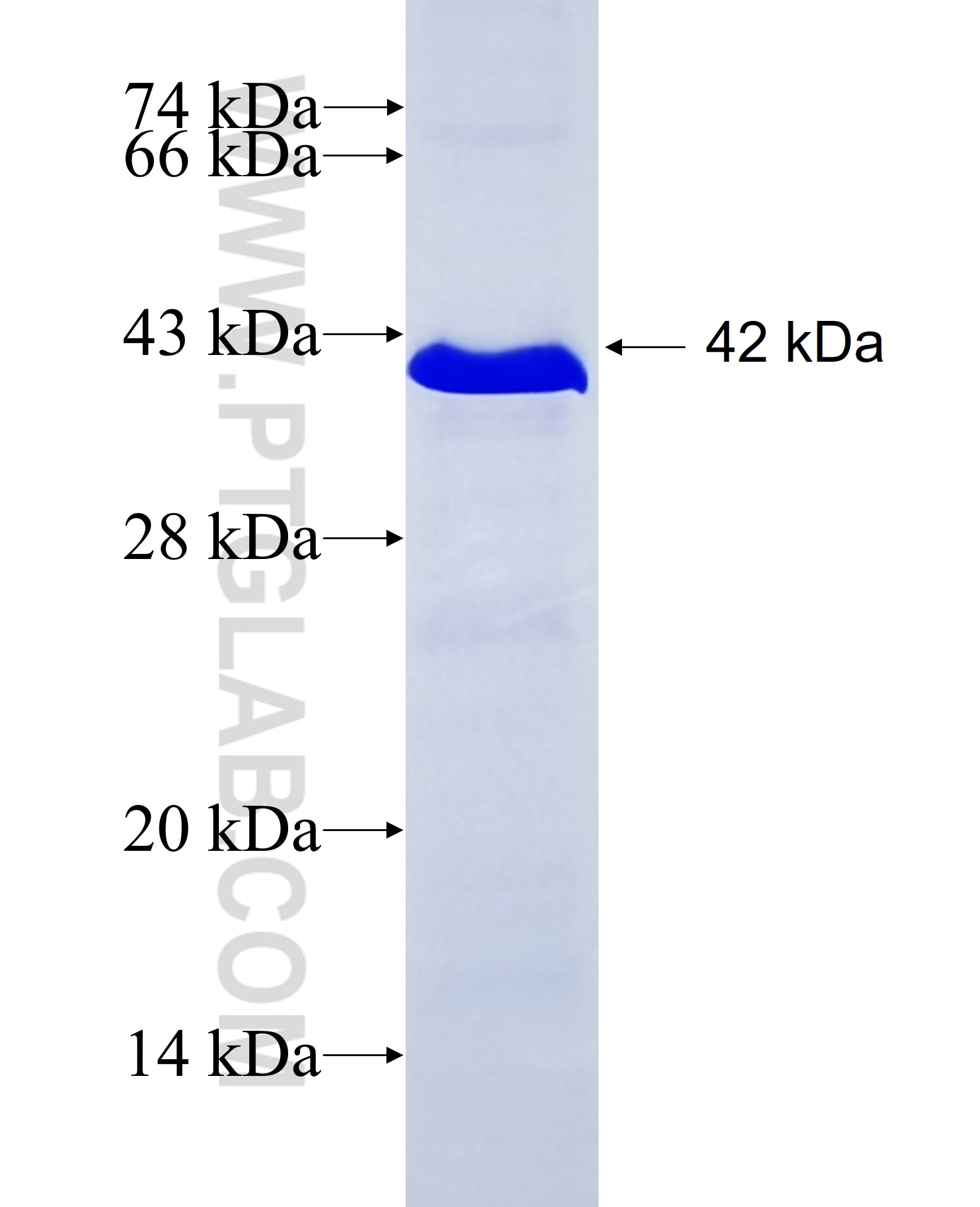 MAP3K7 fusion protein Ag21286 SDS-PAGE