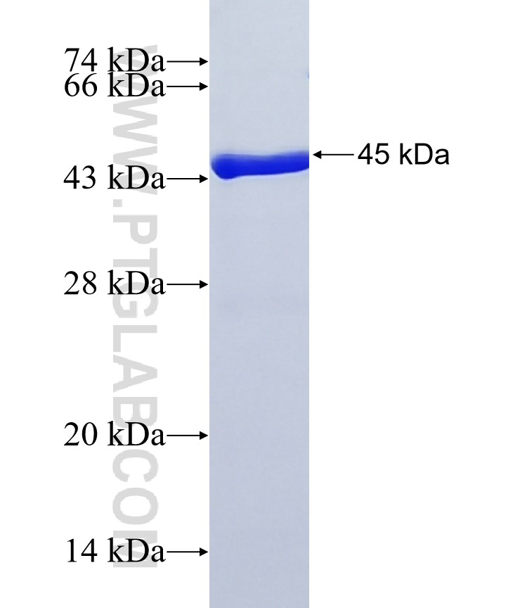 MAP3K7IP1 fusion protein Ag6590 SDS-PAGE