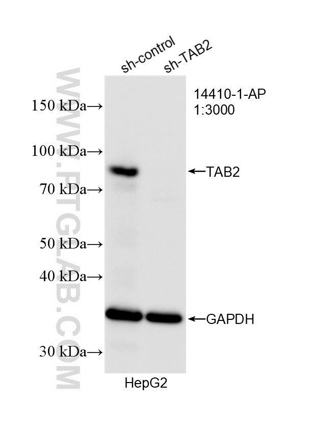 WB analysis of HepG2 using 14410-1-AP