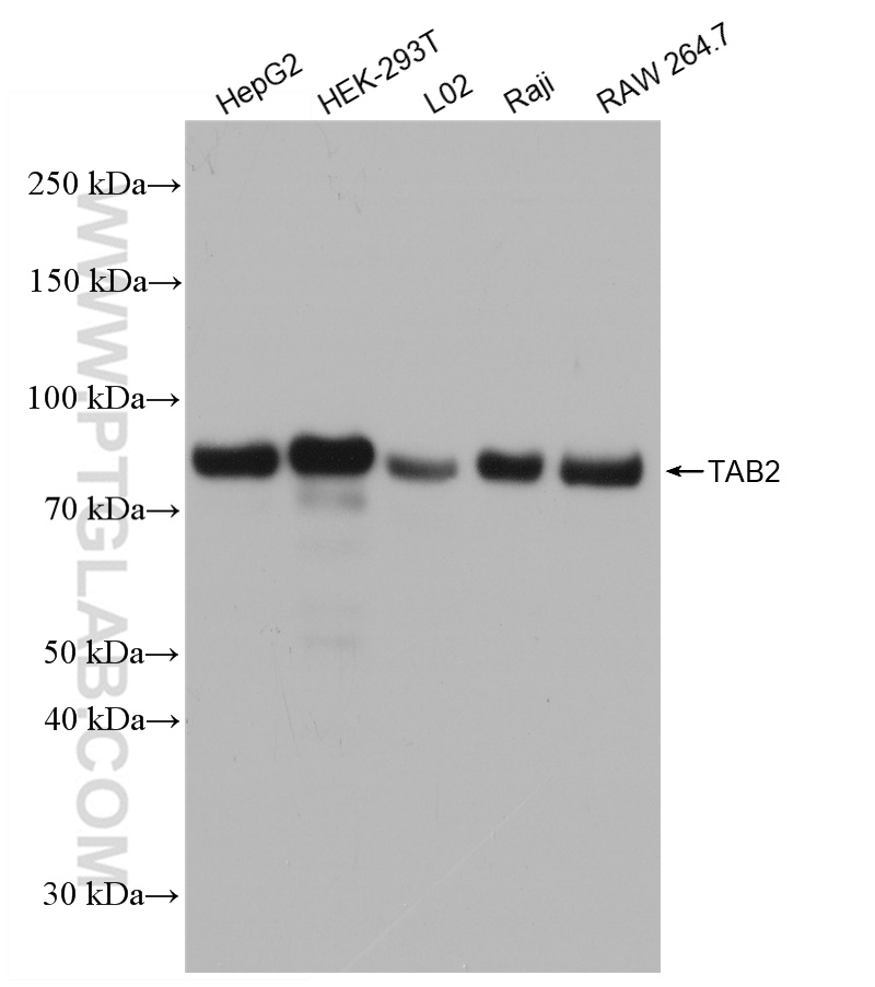 WB analysis using 82948-5-RR