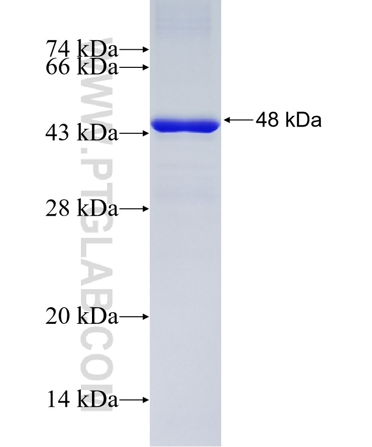 MAP3K7IP3 fusion protein Ag4699 SDS-PAGE