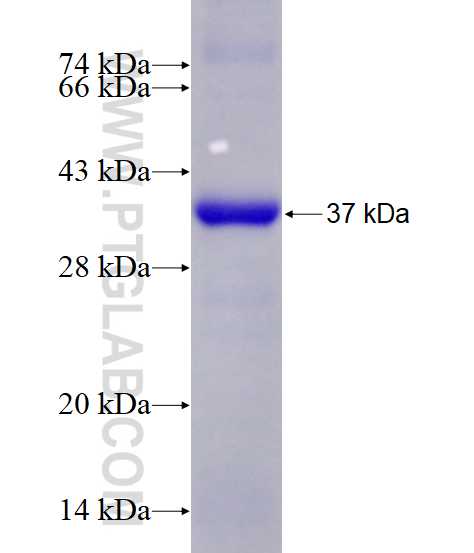 MAP3K9 fusion protein Ag28275 SDS-PAGE MAP3K9 fusion protein Ag28275 SDS-PAGE