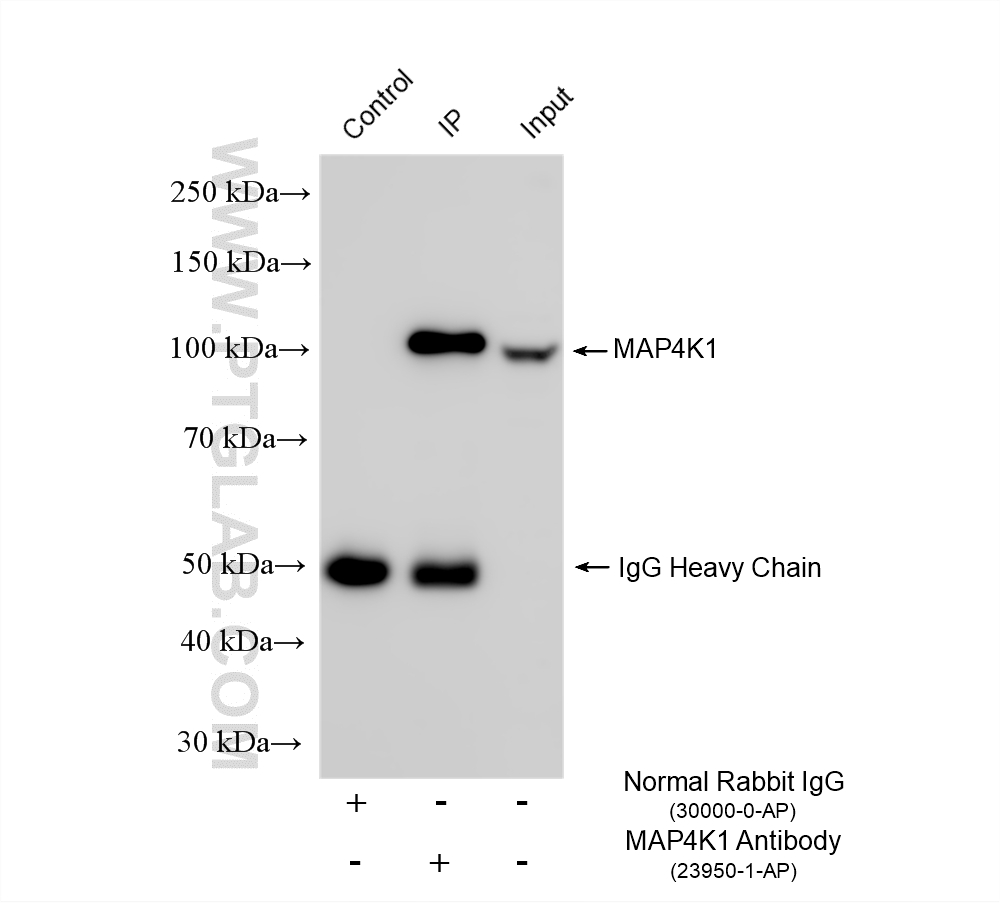 IP result of anti-MAP4K1 (IP:23950-1-AP, 4ug; Detection:23950-1-AP 1:5000) with Jurkat cells lysate 1800 ug. IP experiment of Jurkat using 23950-1-AP