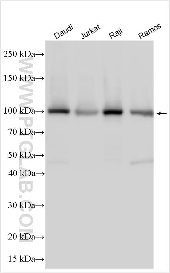 WB analysis using 23950-1-AP