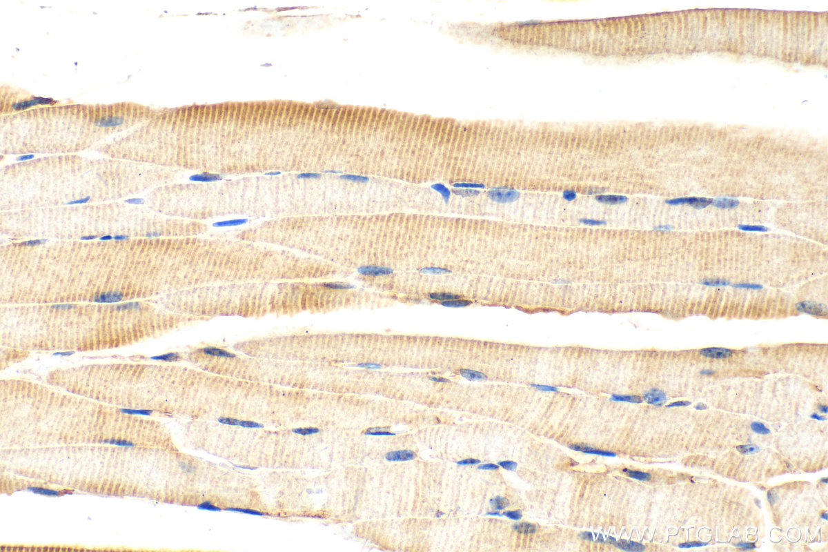 IHC staining of mouse skeletal muscle using 30716-1-AP