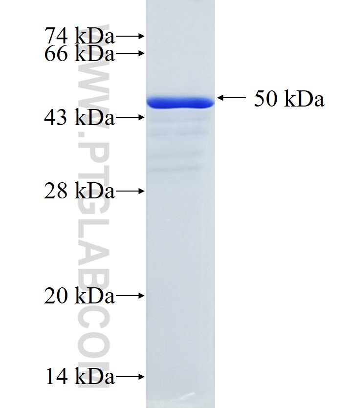 MAP4K3 fusion protein Ag33512 SDS-PAGE