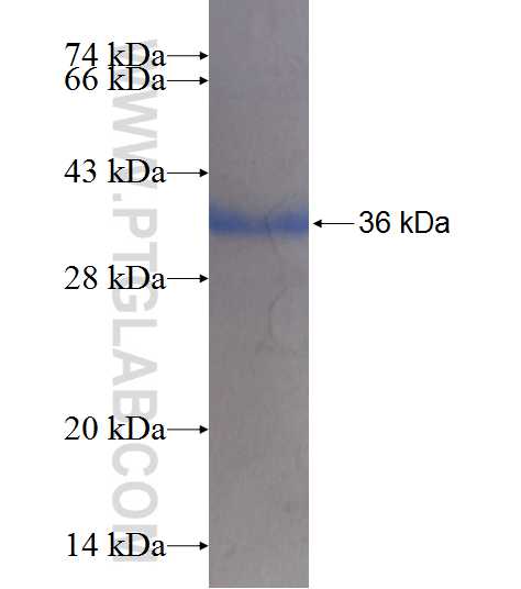 MAP4K5 fusion protein Ag8299 SDS-PAGE