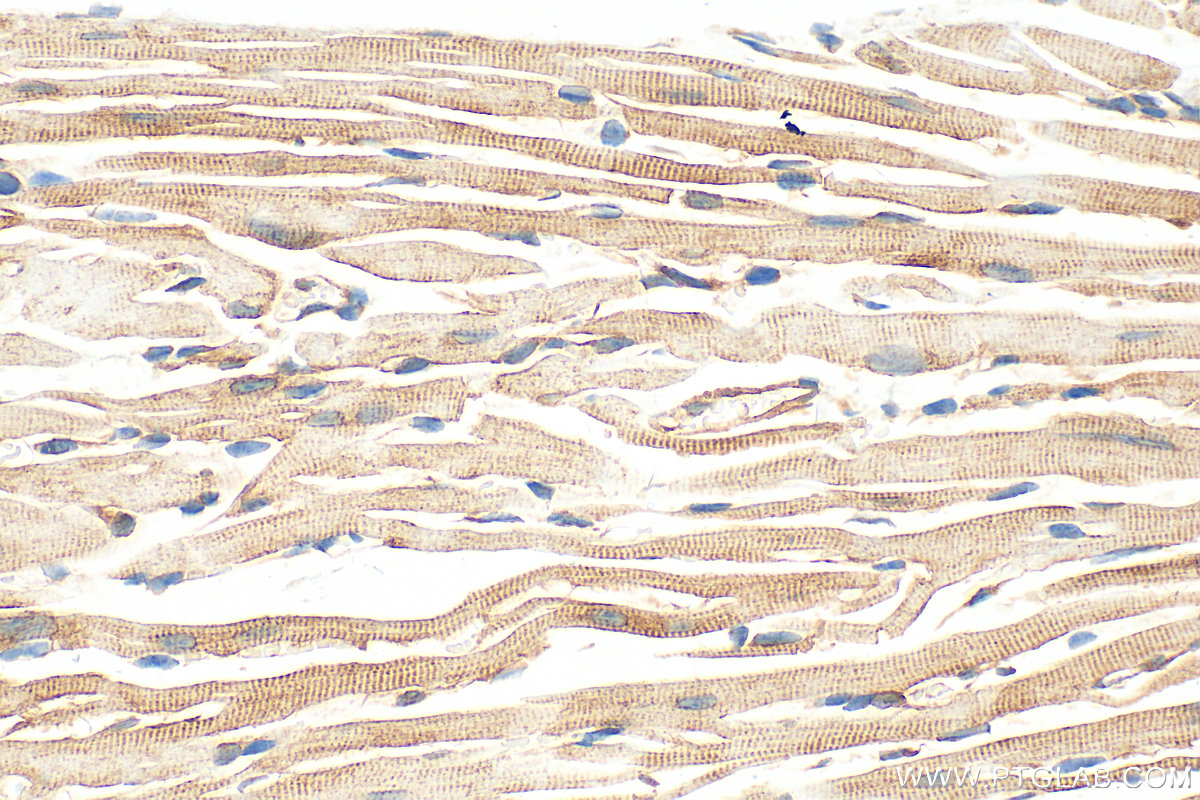 IHC staining of mouse heart using 20788-1-AP