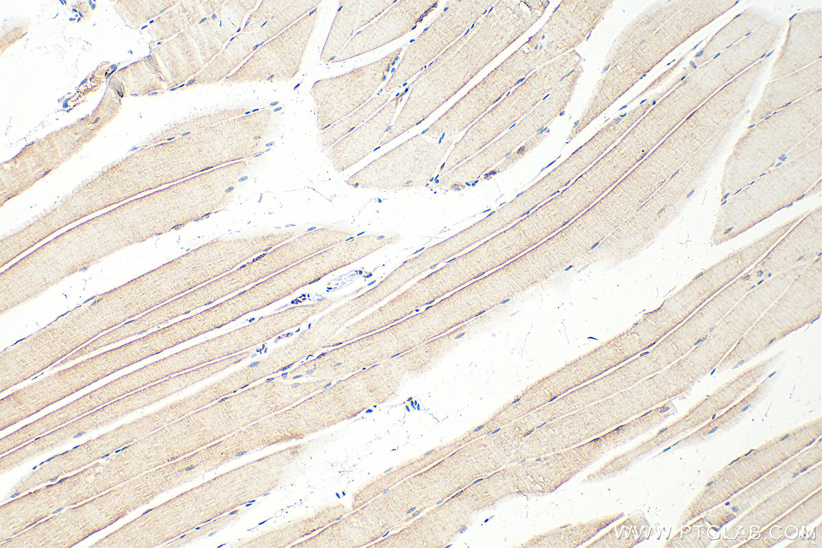 IHC staining of mouse skeletal muscle using 20788-1-AP