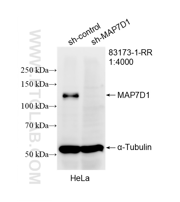 WB analysis of HeLa using 83173-1-RR