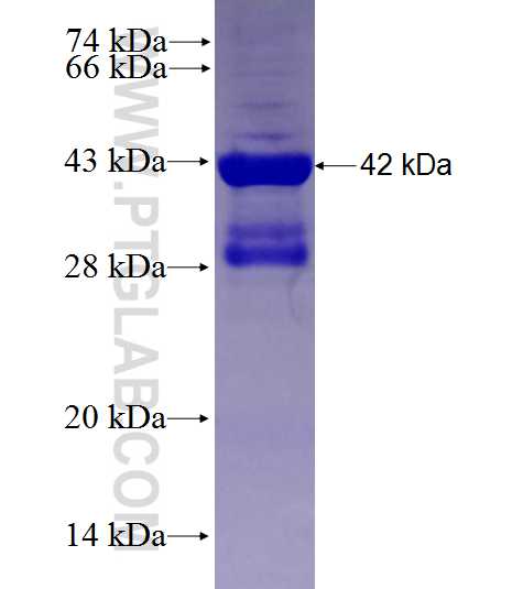 MAPK10 fusion protein Ag27823 SDS-PAGE