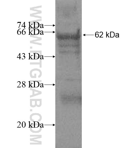 MAPK10 fusion protein Ag11785 SDS-PAGE