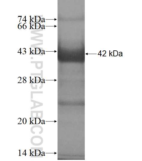 MAPK10 fusion protein Ag11806 SDS-PAGE