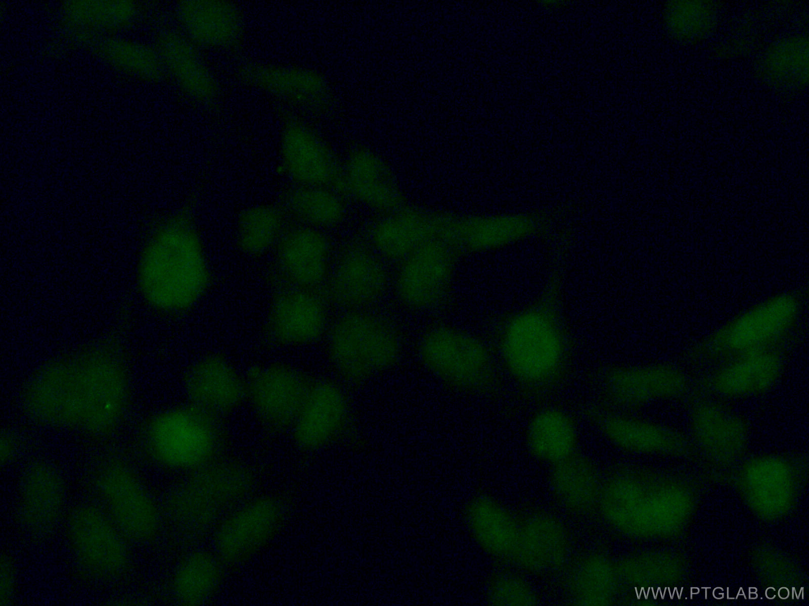 IF Staining of HEK-293 using 17376-1-AP