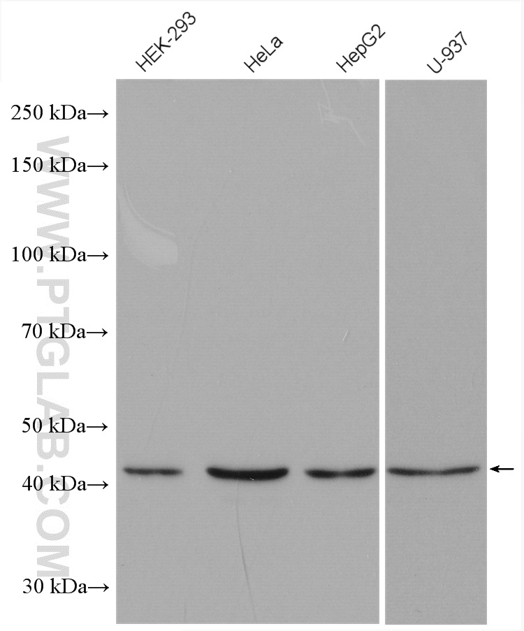 WB analysis using 10217-1-AP